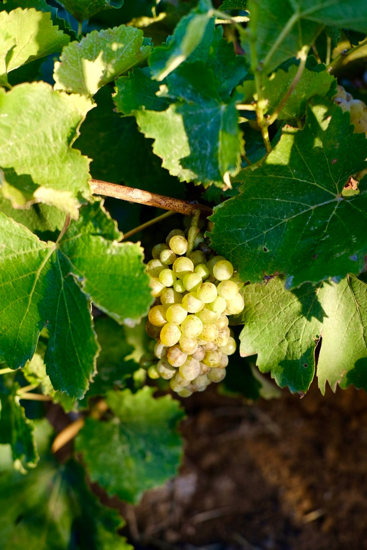 JOURNAL 017: ORGANIC VS BIODYNAMIC WINE – WHAT SUSTAINABLE REALLY MEANS